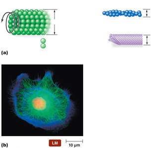 Eukaryotic cytoskeleton