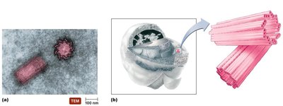 Centrosome structure