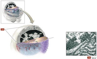 Eukaryotic nucleus structure