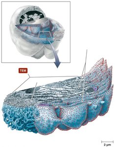 Endoplasmic reticulum structure