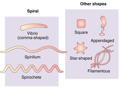 Spiral and other unusual bacterial shapes