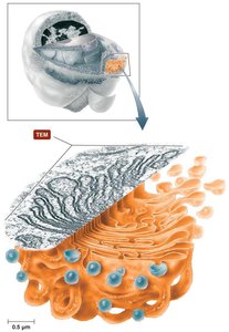 Golgi body structure