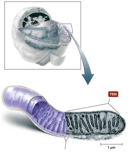 Mitochondrion structure