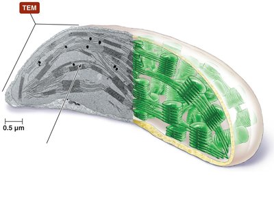 Chloroplast structure