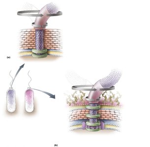 Structure of bacterial flagella