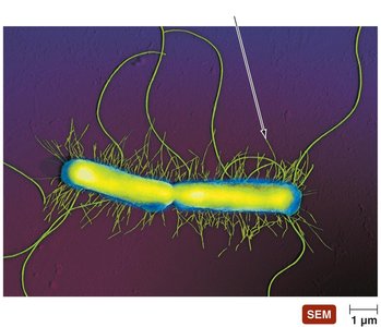 Bacterial fimbriae and flagella
