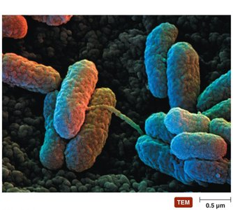 Pilus involved in bacterial conjugation