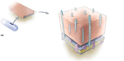 Gram-positive bacterial cell wall structure