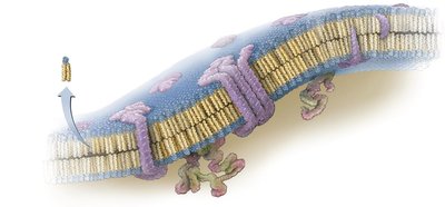 Phospholipid bilayer structure of cytoplasmic membrane