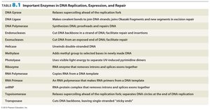 Table of important enzymes in DNA replication, expression, and repair