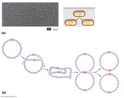Bidirectional replication of a circular bacterial DNA molecule