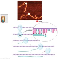 The process of transcription
