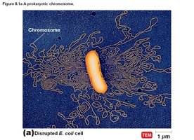 A prokaryotic chromosome in E. coli