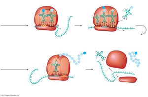 Translation termination and protein release