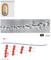 Simultaneous transcription and translation in bacteria