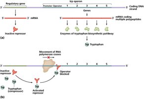 The tryptophan operon (repressible)