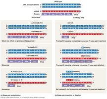 Types of mutations