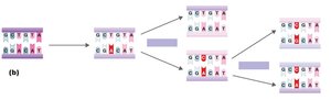 Chemical mutagen: nitrous acid acting on adenine