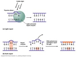 DNA repair mechanisms: light and dark repair