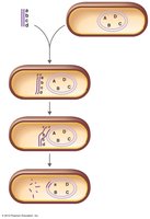 Mechanism of genetic transformation in bacteria