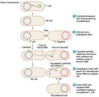 Bacterial conjugation: Hfr and F- cells