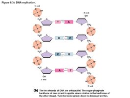DNA base pairing and antiparallel strands