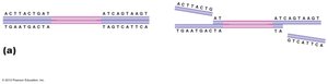 Insertion sequence (IS) transposon structure