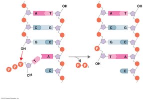 Nucleoside triphosphate addition and energy release