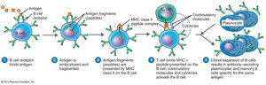 Activation of B Cells Against a T-Dependent Antigen