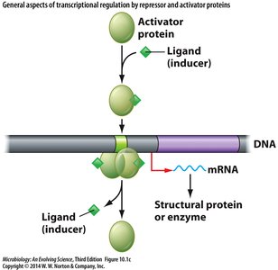 Transcriptional regulation by repressors and activators