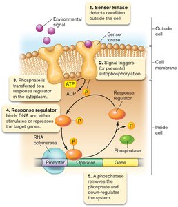 Sensing the extracellular environment