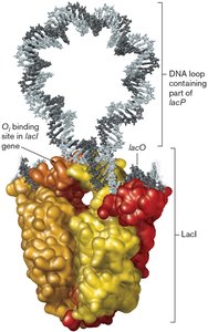 Lactose induces expression of the lacZYA operon