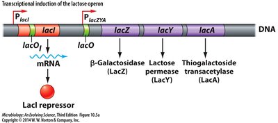 Organization of the lacZYA operon