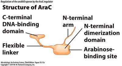 Structure of AraC