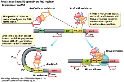 Regulation of the araBAD operon by AraC