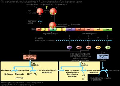 Repression of anabolic pathways