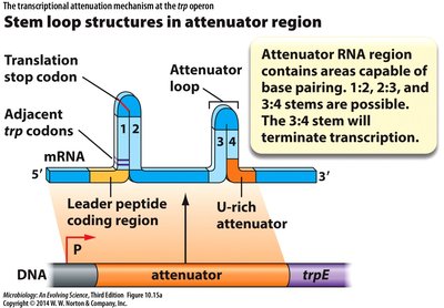 Stem loop structures in attenuator region