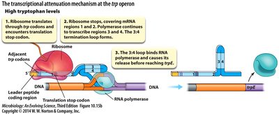 Attenuation mechanism at the trp operon