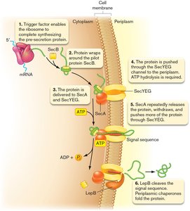 SecA-dependent general secretion pathway