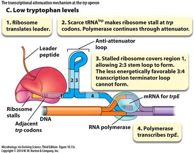 Attenuation mechanism at the trp operon - high tryptophan