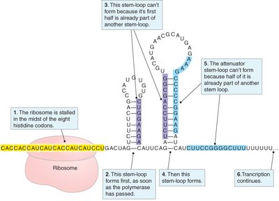 Attenuation mechanism at the trp operon - low tryptophan