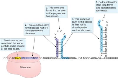 Attenuation mechanism at the his operon