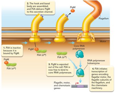 Regulation by anti-sigma factors