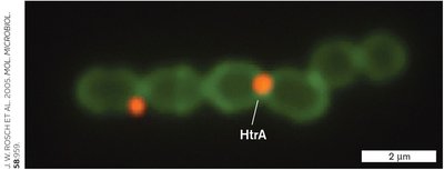 Export of prefolded proteins to periplasm