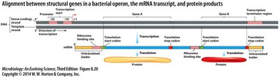 Alignment between structural genes in a bacterial operon