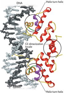 Transcriptional control by repressors and activators