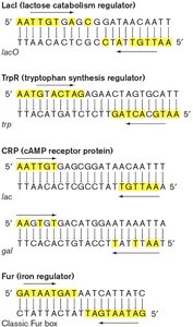 Transcriptional control by repressors and activators