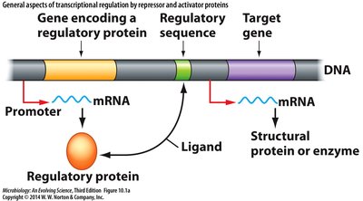 General aspects of transcriptional regulation