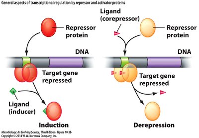 Transcriptional regulation by repressors and activators