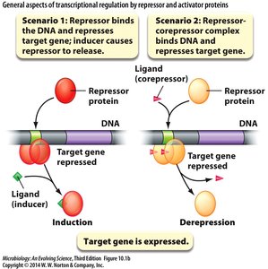 Transcriptional regulation by repressors and activators